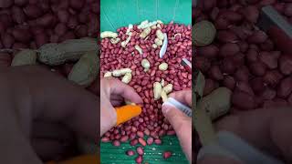 A good helper for peeling peanuts 👍🏻 satisfying [upl. by Rizzi]