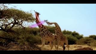 Giraffes Fighting But this time its treason then [upl. by Selma]