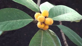 Ficus altissima the council tree [upl. by Aisatal869]