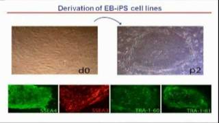 Epidermolysis Bullosa Corrected iPS Stem CellBased Therapy [upl. by Daffie482]