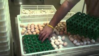 Tour Murray McMurray Hatchery [upl. by Yrtneg]