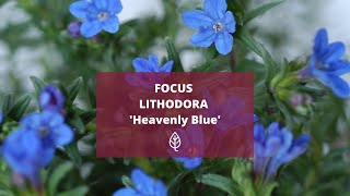 FOCUS  LITHODORA Heavently Blue [upl. by Eojyllib655]