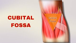 Cubital Fossa Explained Anatomy Boundaries Contents  Doctor Speaks [upl. by Nednal]