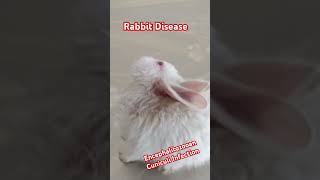 Encephalitozooan Cuniculi Infection in Rabbit [upl. by Thurlow]