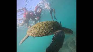 Galápagos snorkeling experiencia familiar inolvidable [upl. by Patti]