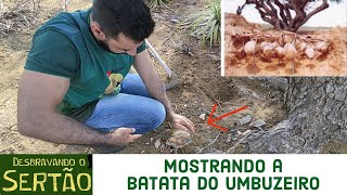 Mostrando a batata tubérculo do umbuzeiro [upl. by Poler119]