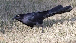 Greattailed Grackle Video Call and Pictures [upl. by Hazeghi]