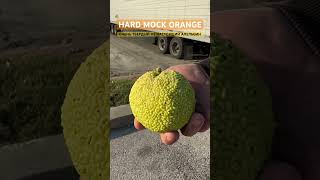 MOCK ORANGE mockorange fakeorange fruit fruits shortvideo shortsvideo shorts short апельсин [upl. by Cartwell890]