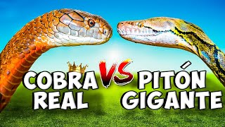 La Serpiente Más VENENOSA del Mundo I Cobra Real VS Pitón Gigante [upl. by Ellimac923]