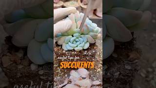 Useful tips for your succulents 多肉植物 다육이들  Suculentas shorts [upl. by Arluene]