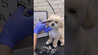 Maltipoo grooming maltipoo doggroomingtips dogs [upl. by Yerak952]