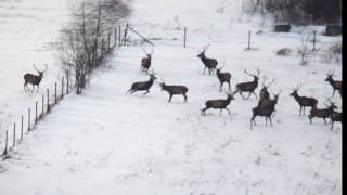 Jelenie pokonują ogrodzenie [upl. by Cori]