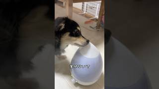 加湿器を飲み水と勘違いしてる犬 チワックス かわいい 犬のいる暮らし [upl. by Massingill]