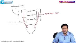 24 Urogenital Embryology Part 1 [upl. by Irb]