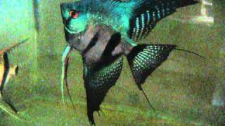 Pterophyllum scalare Pinoy Ghost Angelfish [upl. by Robbin]