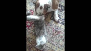 Rollige Katze fordert Englisch Bulldog zum Sex [upl. by Pump]