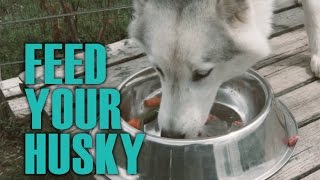 Easy Guide for Feeding Your Husky  Siberian Husky Academy [upl. by Qifahs]