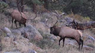 Elk fight Two huge elk fight for dominance [upl. by Ahsoj]