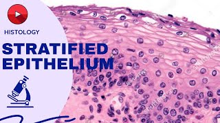 STRATIFIED EPITHELIUM  SLIDE DISCUSSIONS  HISTOLOGY [upl. by Naedan]