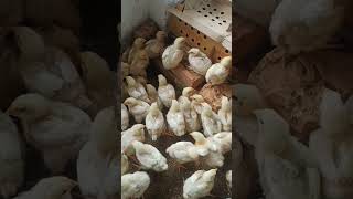 Boiler chicks 10 days Aryan hatchery [upl. by Grata710]