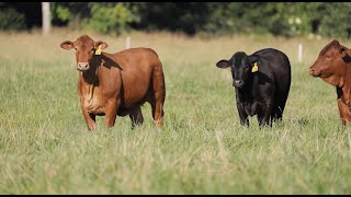 2020 Beefmaster Feature on The American Rancher [upl. by Hachman]