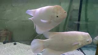 Beautiful Giant Gourami Fish [upl. by Basile]