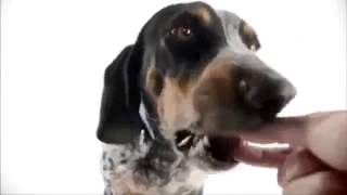 Dogs In Your Face NexGard TV Commercial 2014 Ads [upl. by Anwaf833]