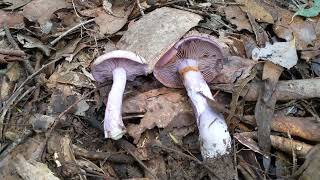 LepistaClitocybe nuda Wood Blewit vs Cortinarius archeri identification [upl. by Ennovyhs886]