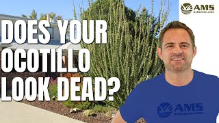 Does Your Ocotillo Look Dead [upl. by Erleena687]