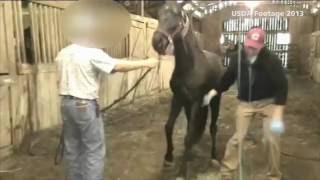 USDA inspections find horse soring cruelty [upl. by Rose679]