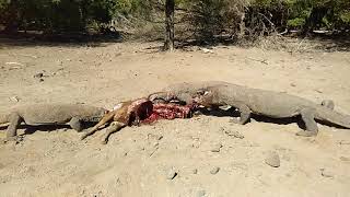 Komodo Dragon Eating Timor Deer 3 VS 1 [upl. by Okemak686]