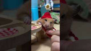 Hamsters Floral Hat Trick You Must See hamsters 倉鼠 [upl. by Onfroi]