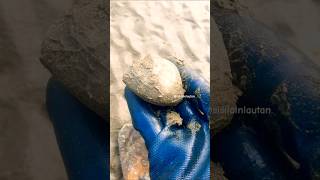 Seaside  Asmr clams digging asmr clamdigging seashells clamshell shorts marinelife fyp clam [upl. by Onaivatco]