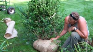 How to Transplant a Shrub [upl. by Meehyr]