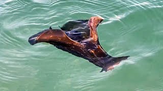 Sea Hare Swimming in the Gulf of Mexico at Wiggins Pass 031720 [upl. by Torie]