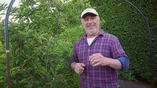 Tips to control codling moth and protect your fruit trees [upl. by Ymma584]