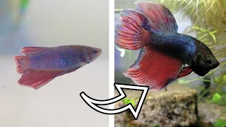 1 MONTH UPDATE  Betta Fish Rescue [upl. by Blondie]