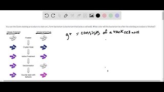 You use the Gram staining procedure to stain an Lform bacterium a bacterium that lacks a cell wal… [upl. by Slohcin]