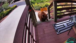 Bear gets nailed by electric mat in pine mountain club [upl. by Annahsed]