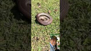 Rắn hổ hành bắt Dông shortvideo snake [upl. by Farmann]