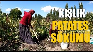 Köyde Kışlık Patates Sökümü [upl. by Miles]