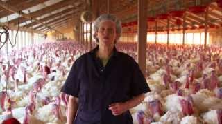 Turkey Farm amp Processing Plant Tour Temple Grandin [upl. by Slavic]