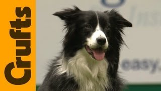 Freestyle Heelwork to Music Competition  Crufts 2012 [upl. by Nomelc911]