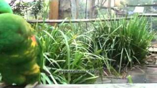 Hilarious Funny scaly breasted Lorikeets Australia [upl. by Aigroeg]