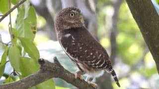 Caburé Glaucidium brasilianum [upl. by Hattie]