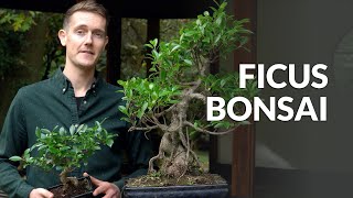 Ficus Bonsai tree care [upl. by Waterer966]