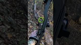 This shot was CRAZY Whitetail from the ground Full video linked shorts bowhunting archery [upl. by Aggarwal]