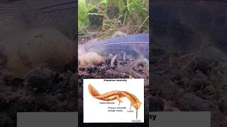 When Planaria quotWormsquot Attack Large Aquarium Fish amp Not Just Shrimp amp Fry How to Stop Planaria [upl. by Suitangi]