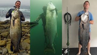 Spearfishing Southern California  Halibut  White Seabass  Yellowtail  2017 [upl. by Cyndy]