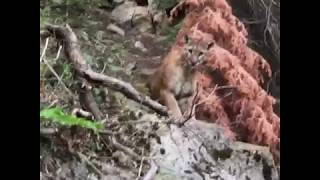 Huge Mountain Lion Stalks Two Hikers Alone In The Woods [upl. by Alur]